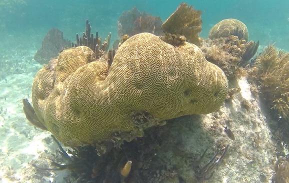 Coral decline: is sunscreen responsible?